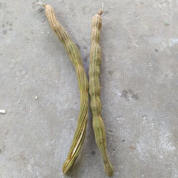 Today I tasted two fruits called ing&aacute;