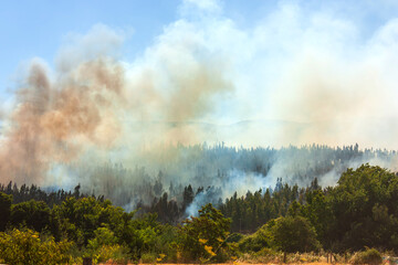 Big Pine Forest Fire, Enveloped in Billowing Smoke, A Scene of Devastating Power