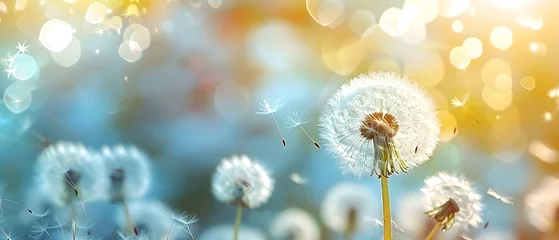 Kussenhoes Blurred nature background dandelion seeds parachute © Pi Pi