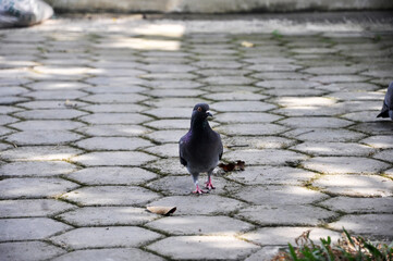 pigeons looking for food in the park