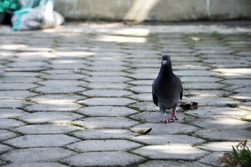 pigeons looking for food in the park