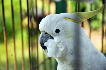 white parrot in the cage