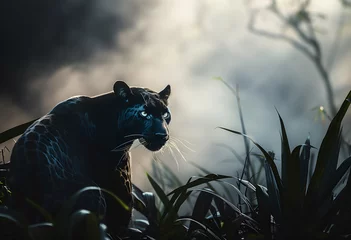 Plexiglas foto achterwand Black panther in the jungle © Sweet Sween
