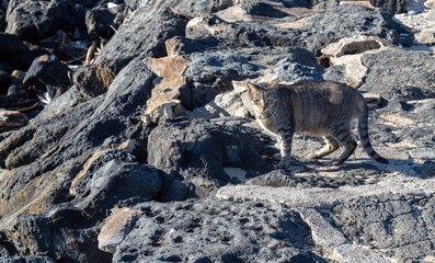Wild Cat Standing on Black Lava Rocks in Hawaii.