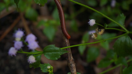 Rustic Elegance: The Artistry of a Rusty Millipede