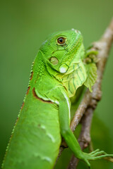 Iguana cub in close-up with green background. South American and Brazilian biodiversity