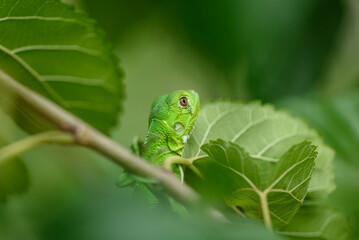 Iguana cub in close-up with green background. South American and Brazilian biodiversity