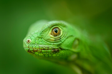 Iguana cub in close-up with green background. South American and Brazilian biodiversity