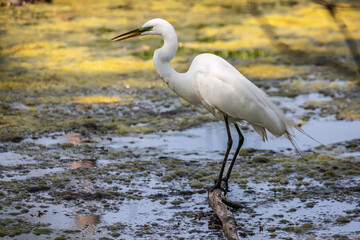 Toledo Maumee Bay State Park