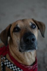 Explora la singularidad y la belleza de este perro sin raza en primer plano, en la serenidad de la playa. Cada expresi&oacute;n, cada rasgo, revela la profundidad de la conexi&oacute;n entre el perro y su entorno