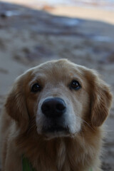 explora la alegr&iacute;a pura con este adorable golden retriever disfrutando del sol y el mar en la playa. momentos de felicidad capturados en cada imagen.