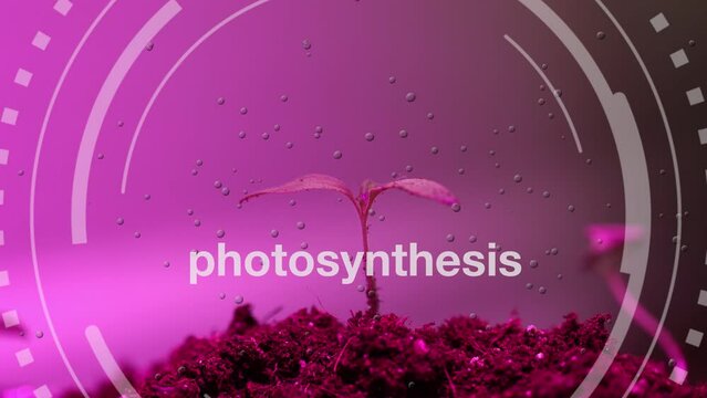 Experience the enchantment of photosynthesis through a time-lapse sequence showcasing the gradual growth of a small seedling under specialized lighting, enhancing its development and generating oxygen