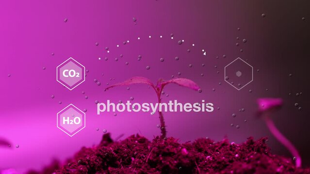Plant growth time-lapse under specialized lighting, enhancing development, set against a graphic illustrating the chemistry of the photosynthesis process, transforming CO2 into oxygen.