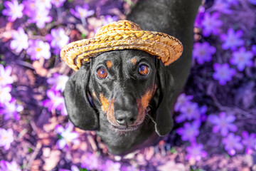 Cute dachshund dog in straw hat stand on lawn of lilac crocus flowers, faithfully looking up Puppy in flower meadow of saffron, innocent look, top view Spring family walk in park Spring pollen allergy
