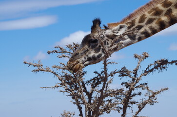 Close-Up of Giraffe Eating Leaves with Sky in Background, Tanzania, Africa