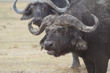 Fototapeta premium Close-Up of an African Buffalo Standing on the Grassland at the End of the Dry Season, Tanzania 