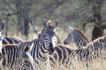 Fototapeta premium Zebra Gazing Across the Grassland, Tanzania 