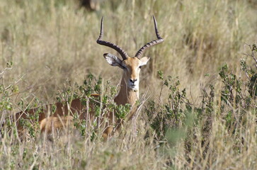 Vigilant Impala in the Grassland, Tanzania