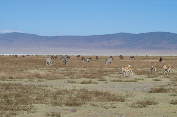 The Scenery of Ngorongoro Conservation Area at the End of the Dry Season in October, Tanzania