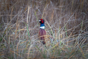 北海道の11月、コウライキジの秋。
