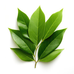 Fresh green bay leaves isolated on white top view