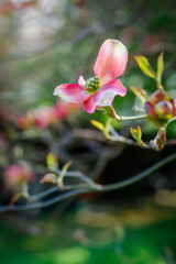 Pink flowering dogwood flower on a blurred background