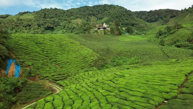 Cameron Highlands tea farm aerial view, Malaysia