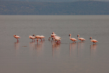 Flamingos (Phoenicopteridae)  at Lake Nakuru National Park, Kenya
