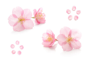 桜 花びら ピンク 春 白 背景 セット - 751945302