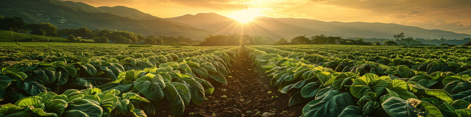 A field of green plants is illuminated by the setting sun in a vibrant farm scene. Rows of crops...