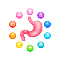 Stomach human organ surrounded by Probiotic Prebiotic Postbiotics and Fiber Beta carotene. On white background. Supplement nutrients necessary for intestine. Medical health care. Vector.