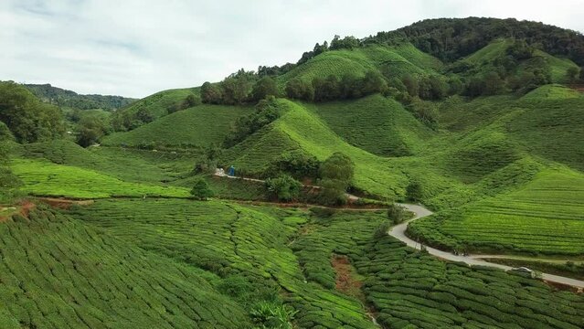 Cameron Highlands tea farm aerial view, Malaysia
