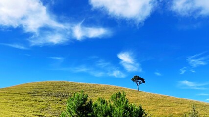 Simple and serene landscape. The single tree is the focal point of the image, and it creates a sense of isolation and solitude.