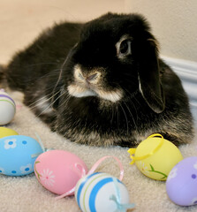 Adorable Holland Lop Bunny Rabbit  laying down surrounded by pastel colored decorative Easter Eggs