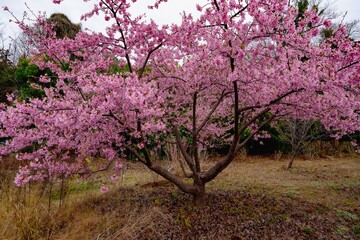 大神の河津桜
