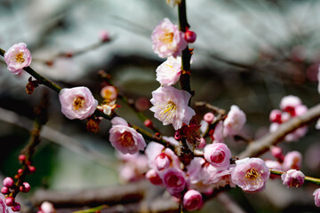 南立石公園の梅