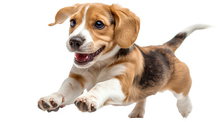 Healthy Beagle dog jumping, isolated on transparent background