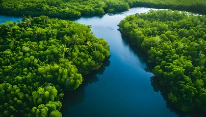 Fototapeta na wymiar Aerial view Mangrove Forest