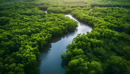Aerial view Mangrove Forest