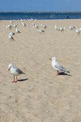 seagulls on the beach