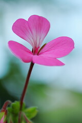 Obraz premium 空に向かって咲くアイビーゼラニウム