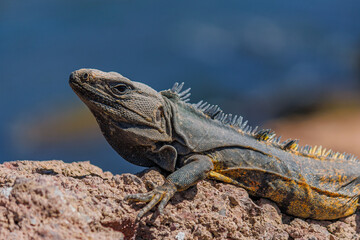 iguana on a rock