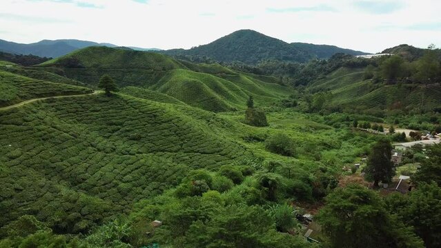 Cameron Highlands tea farm aerial view, Malaysia