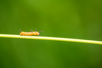 A single Euploea core caterpillar out during the day. This caterpillar will eventually turn into a...