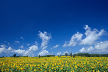 ヒマワリ畑に雲と青空