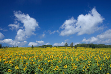 Obraz premium ヒマワリ畑に雲と青空
