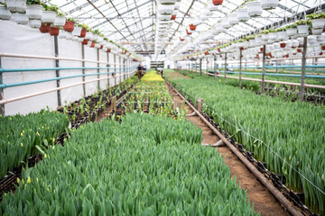 Plantation of tulips cultivation in industry greenhouse. Sprouts of spring bulb flowers on the eve...