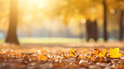 Beautiful fall background with yellow leaves in a park