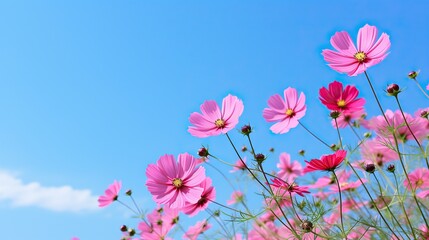 flowers bright sky background,