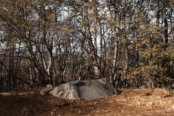 Rock in the forest